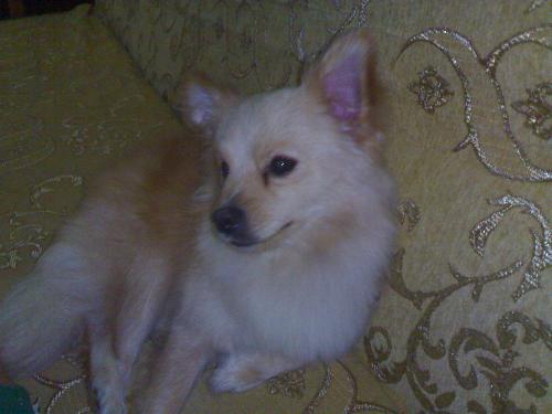 my lovely dog:-) - My Dog!  His name is Puchie he like to eat chocolate, ice and also a menthol candy. and also he hide if you shout him.