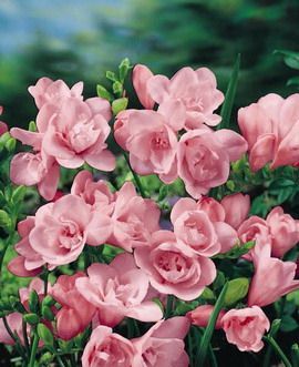 Pink freesia - I put this picture in here because someone that responded to my discussion about favorite flowers says this is her favorite and she couldn't find a pink one. So here is a pink one for her. Have a great day.
