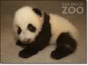 TEDDY BEAR - MY PANDA TEDDY BEAR - MY PANDA