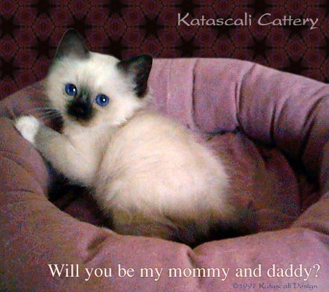 Cute kitten - I love cats. I have 3 almost 6 month old kittens. They are sisters of each other. They are so cute and full of spirit.