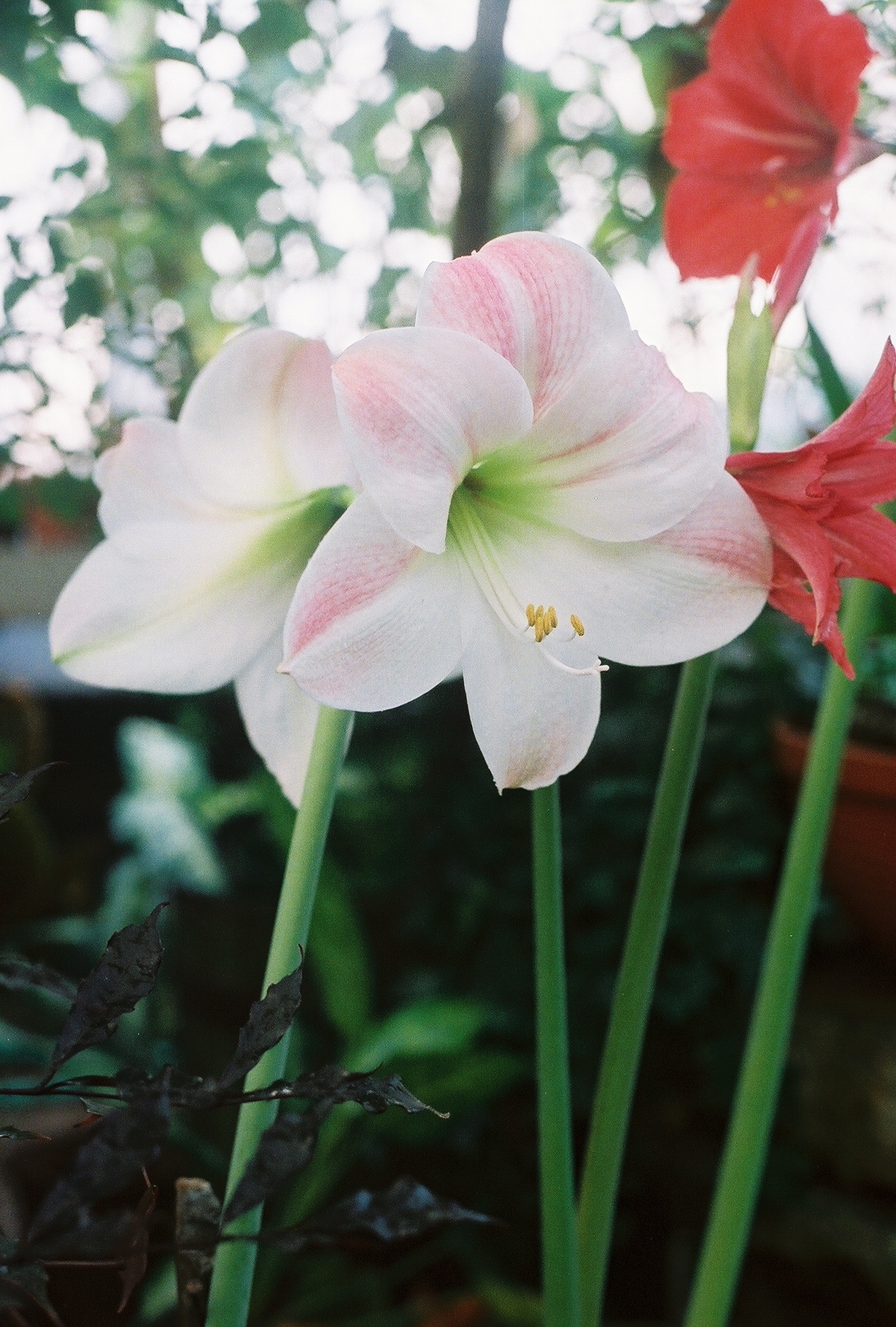 flowers