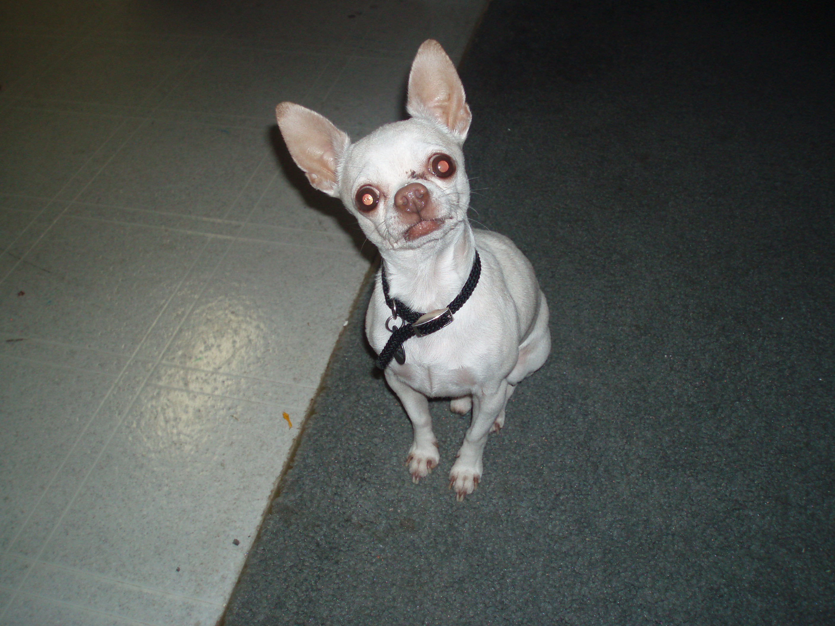 My Ren dog - This is my chihuahua. Isn't he something? His name is Ren and he is almost 9 years old.