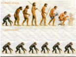 human evolution - human evolution