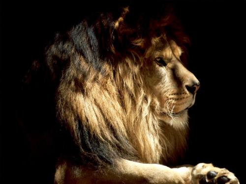 Lion rules - This is one of my favorite photos. This lion really got a great pose... love it!