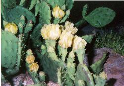 NJ Cactus flower - NJ Cactus flower
