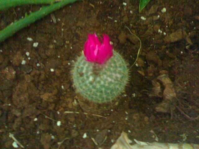 Cactus - this little cactus was found inside the scientific aquarim in Kuwait,,isn't it lovely?