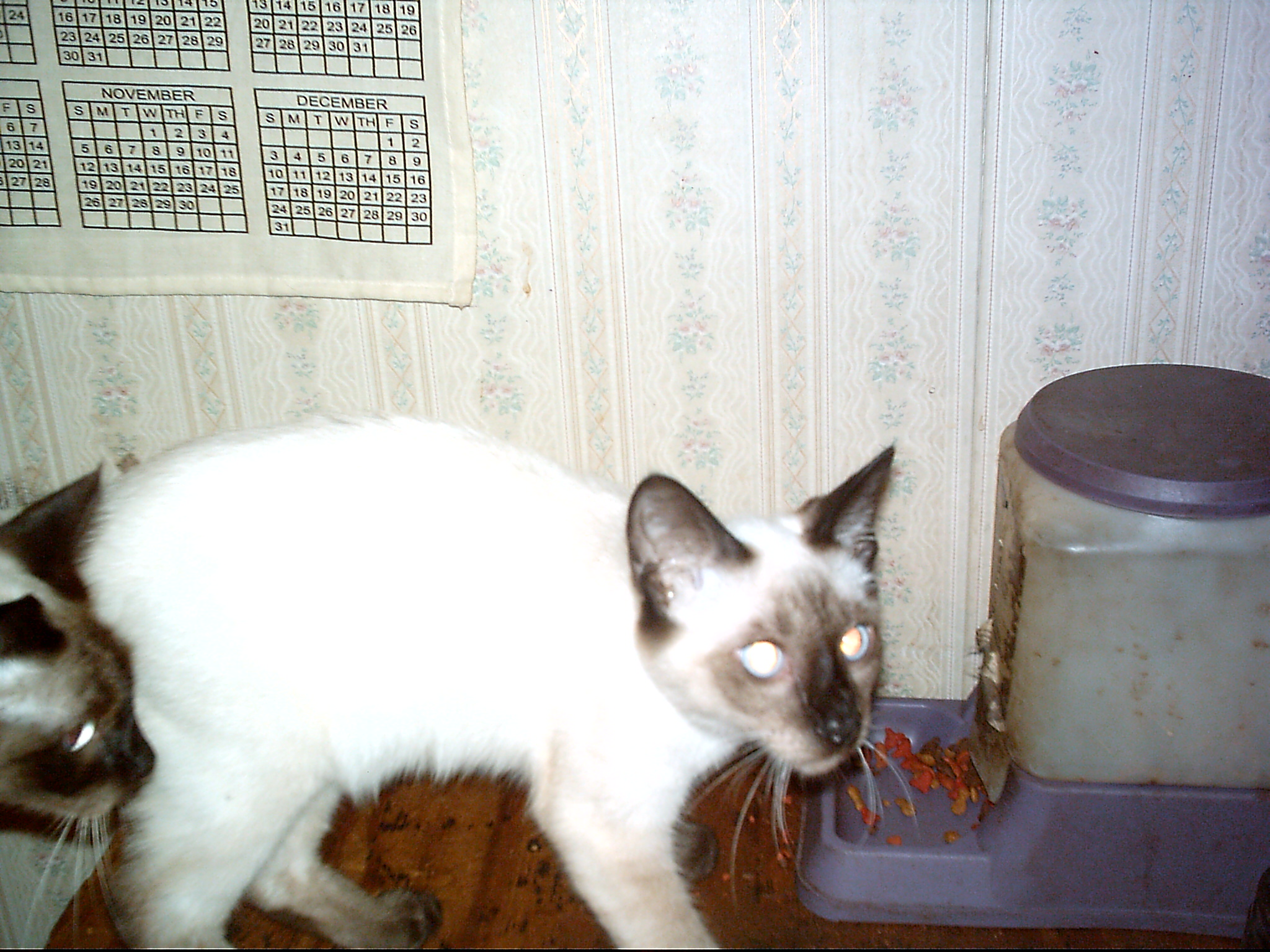 My siamese cat - This is my siamese cat, damien