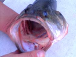 Largemouth Black Bass - This one was caught using a frog-like surface popper.