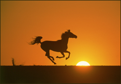 horse sunset - horse sunset