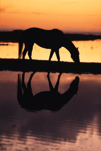 horse sunset - horse sunset