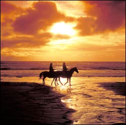 horse sunset - horse sunset