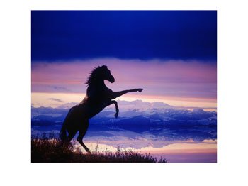 horse rearing - horse rearing