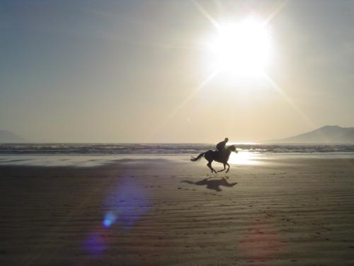 horse on the beach - horse on the beach
