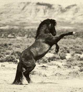 horse rearing - horse rearing