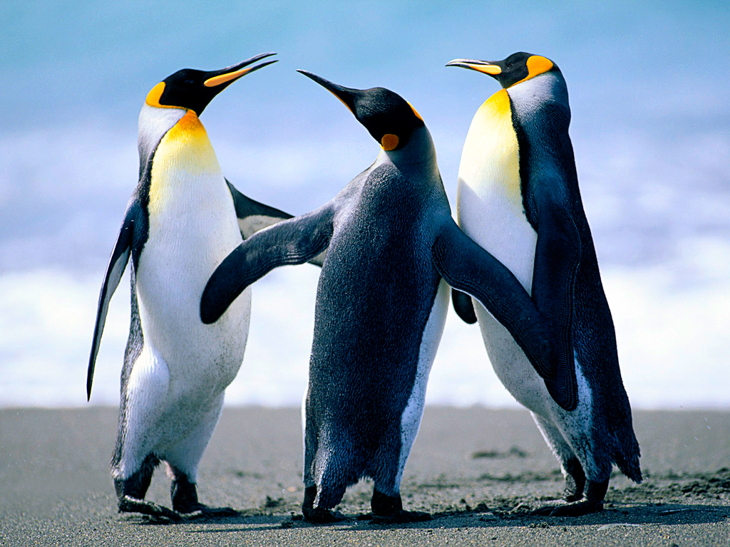 penguins are group of aquatic, fightless bird, specially living antarctica.