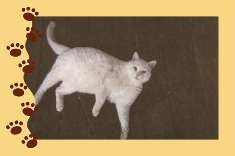 My big guy, Kitt - This is a pic of my huge cat Kitt. He's 12 years old, weighs 20 lbs., but he's not fat he's just huge! He stands at least a foot high at the shoulder and when he stretches out, he's over 3 feet! I think his dad was a mountain lion....lol...he's solid white with beautiful green eyes. He smiles, he says Mama and Out very plainly and he knows when to use them. He's my little world and my best buddy.