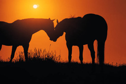 horse sunset - horse sunset