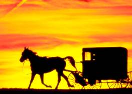horse and cart sunset - horse and cart sunset