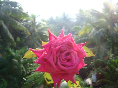 Red Rose