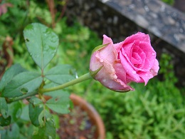 Pink rose