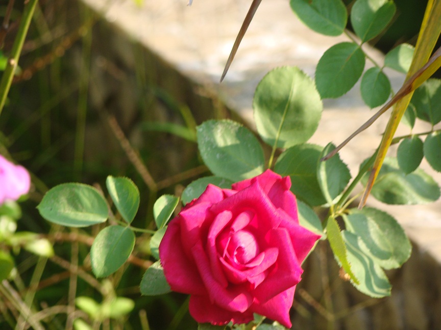 Red rose full petals