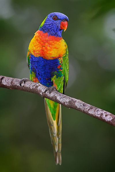 Credit https://en.wikipedia.org/wiki/File:Rainbow_lorikeet.jpg