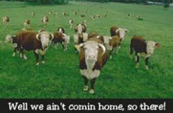 We ain&#039;t comin&#039; home!!! - We ain&#039;t comin&#039; home!!!
