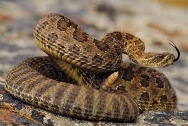Google images (search term "crawling") Google images (search term "crawling")