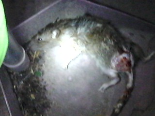 rat,pest rat,pest
