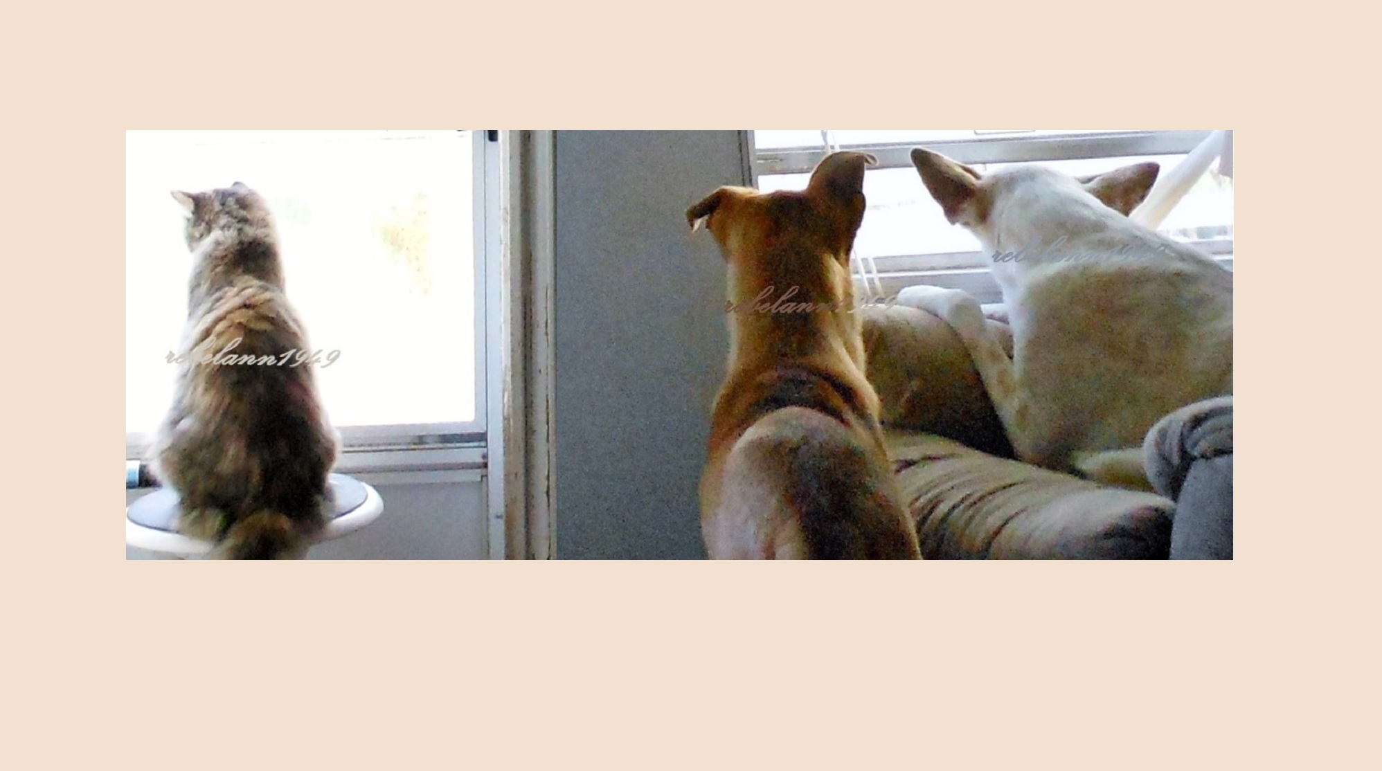 my 3 furbabies watching our neighbors.