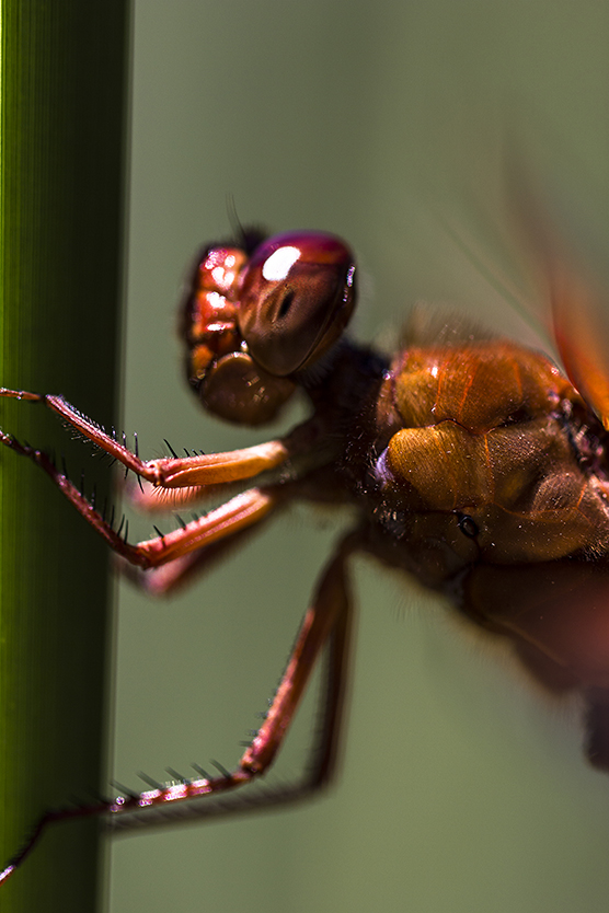 A drangonfly taken with a 100mm Macro lens