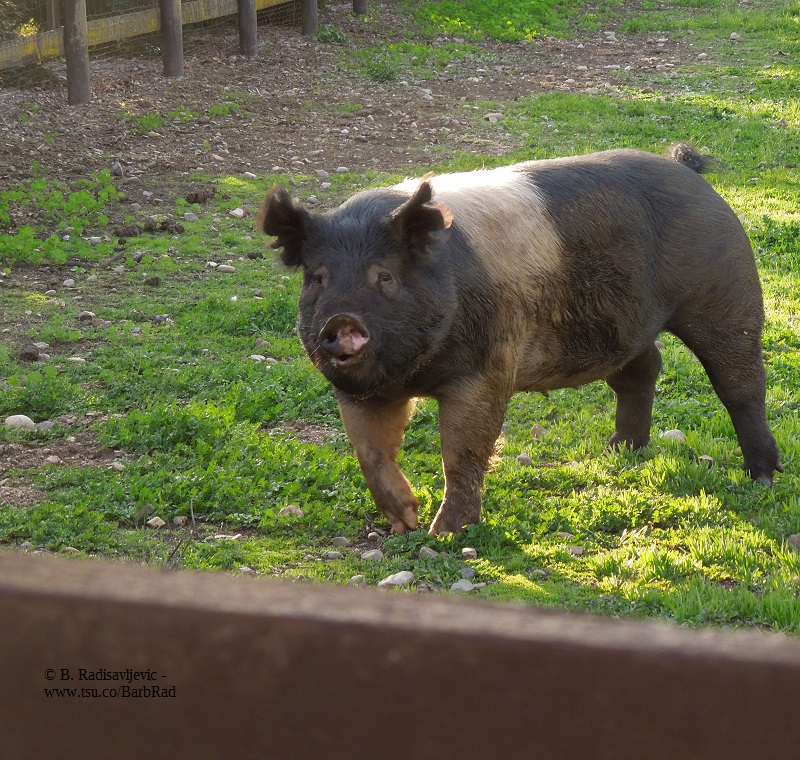 A Pig Who Lives Near Me, © B. Radisavljevic