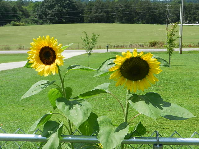 Sunflowers light up a country setting!