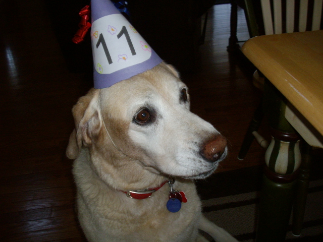 Abby's 11th birthday, she lived to be a little over 13! Abby's 11th birthday, she lived to be a little over 13!