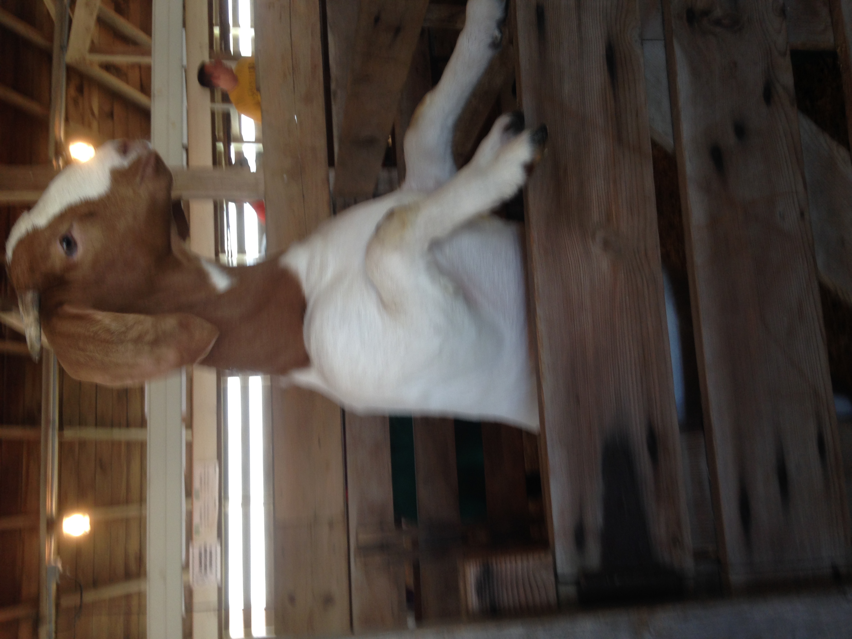 Goat at the County Fair Goat at the County Fair