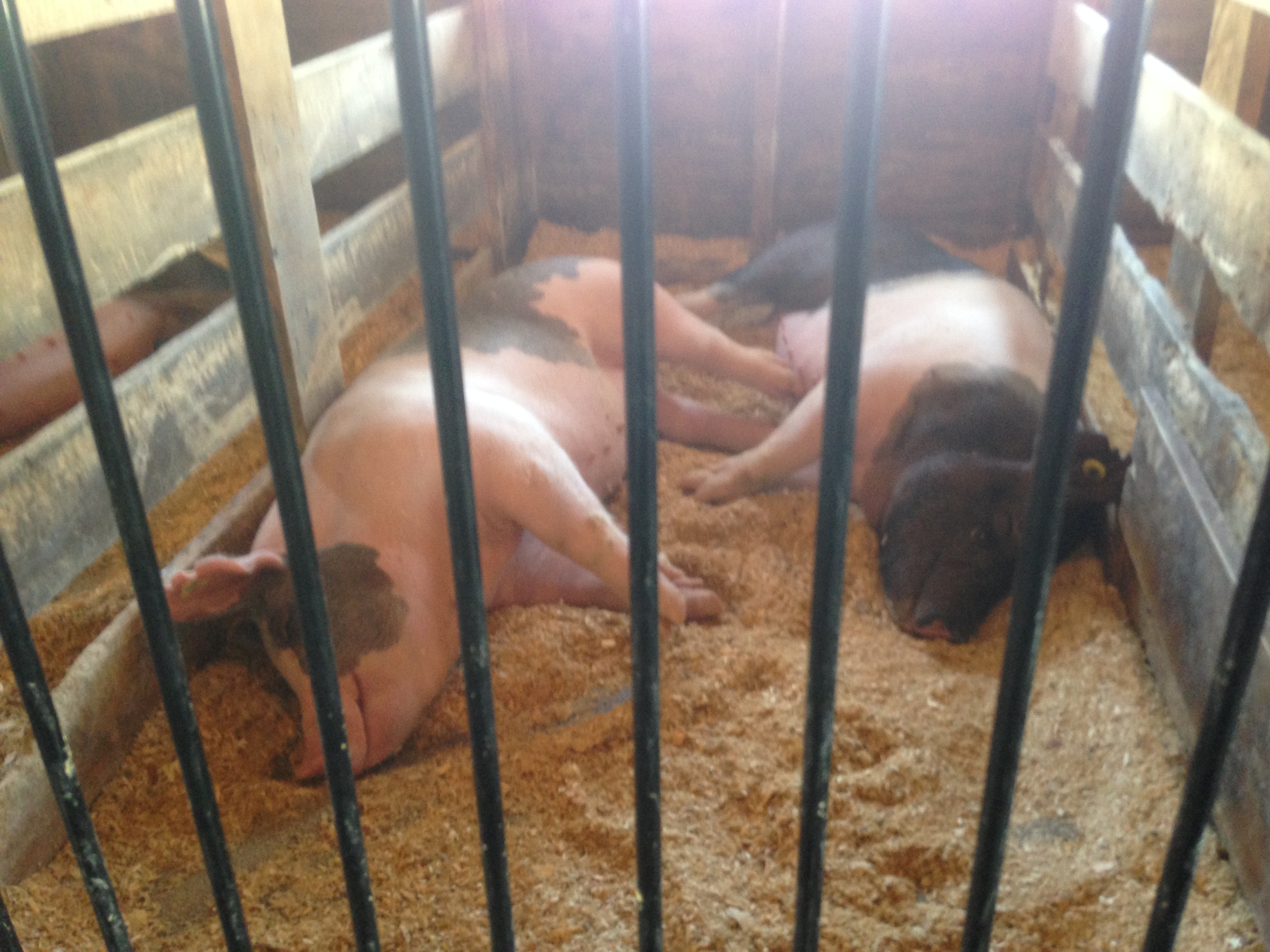 Little Piggies