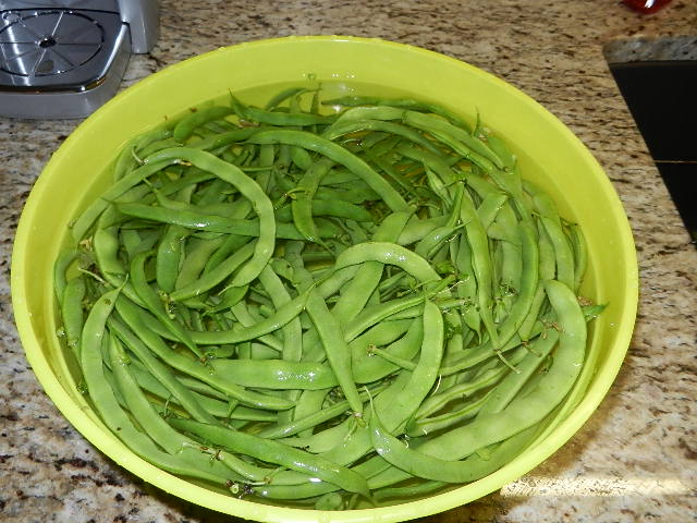A little bit of work, a lot of green beans! A little bit of work, a lot of green beans!