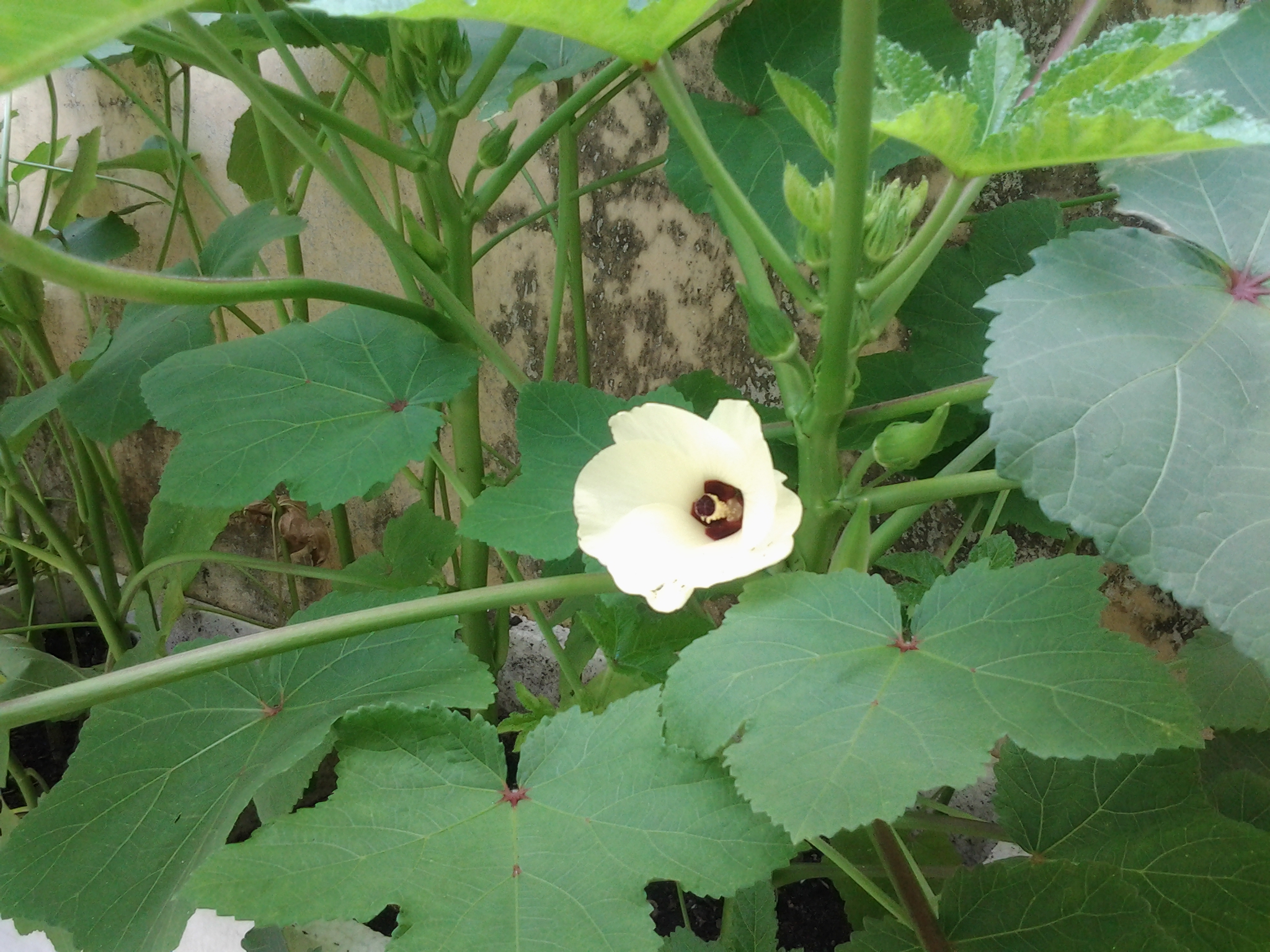My lady finger's first flower My lady finger's first flower