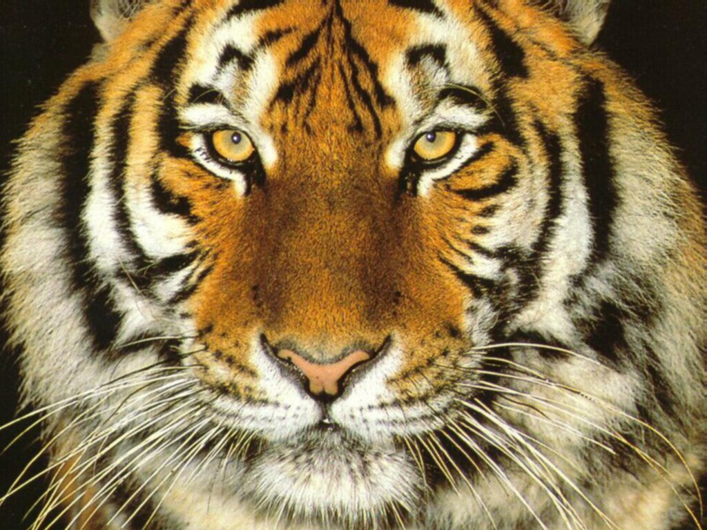 Tiger - A very beautiful animal!