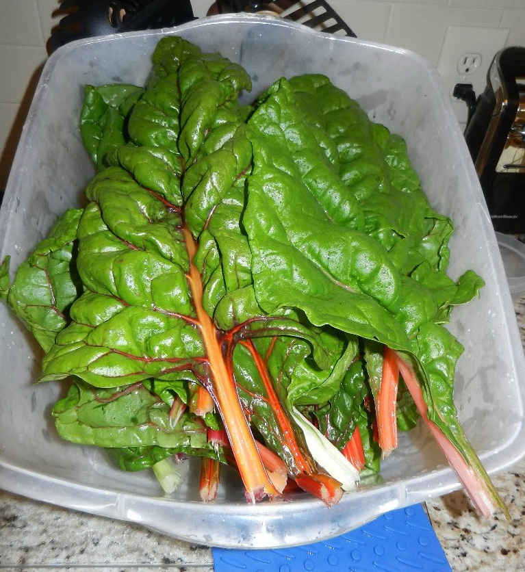 Just spme of the Swiss Chard we've harvested this summer. Just spme of the Swiss Chard we've harvested this summer.