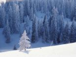 Snowy Landscape - Snowy Landscape, snowy trees, lovely snow