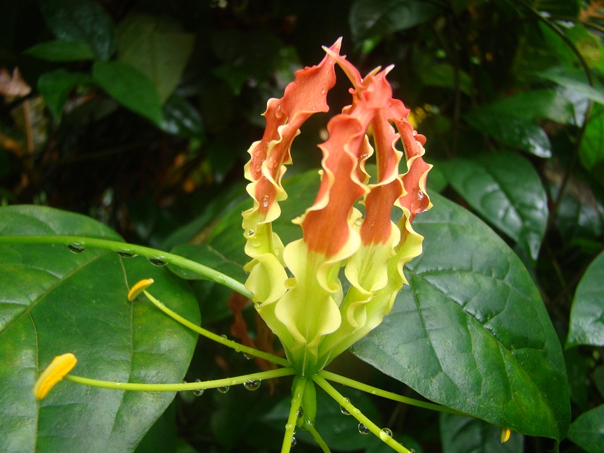 tiger claw flower