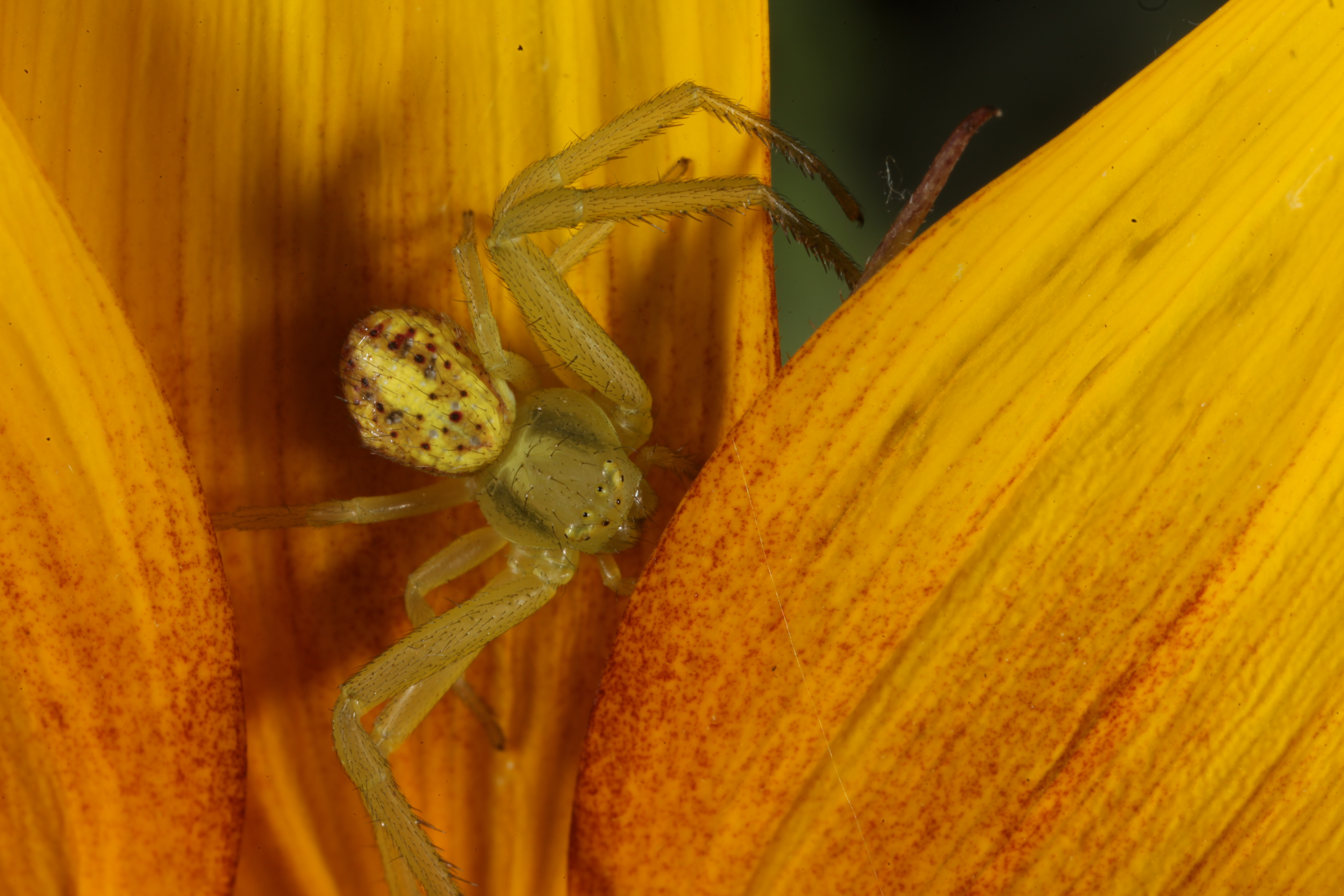 Yellow Crabspider