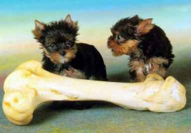 That's a big bone! - Two cute little dogs trying to figure out how to get the huge bone! Just too adorable
