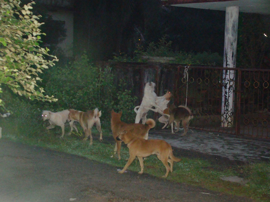 street dogs