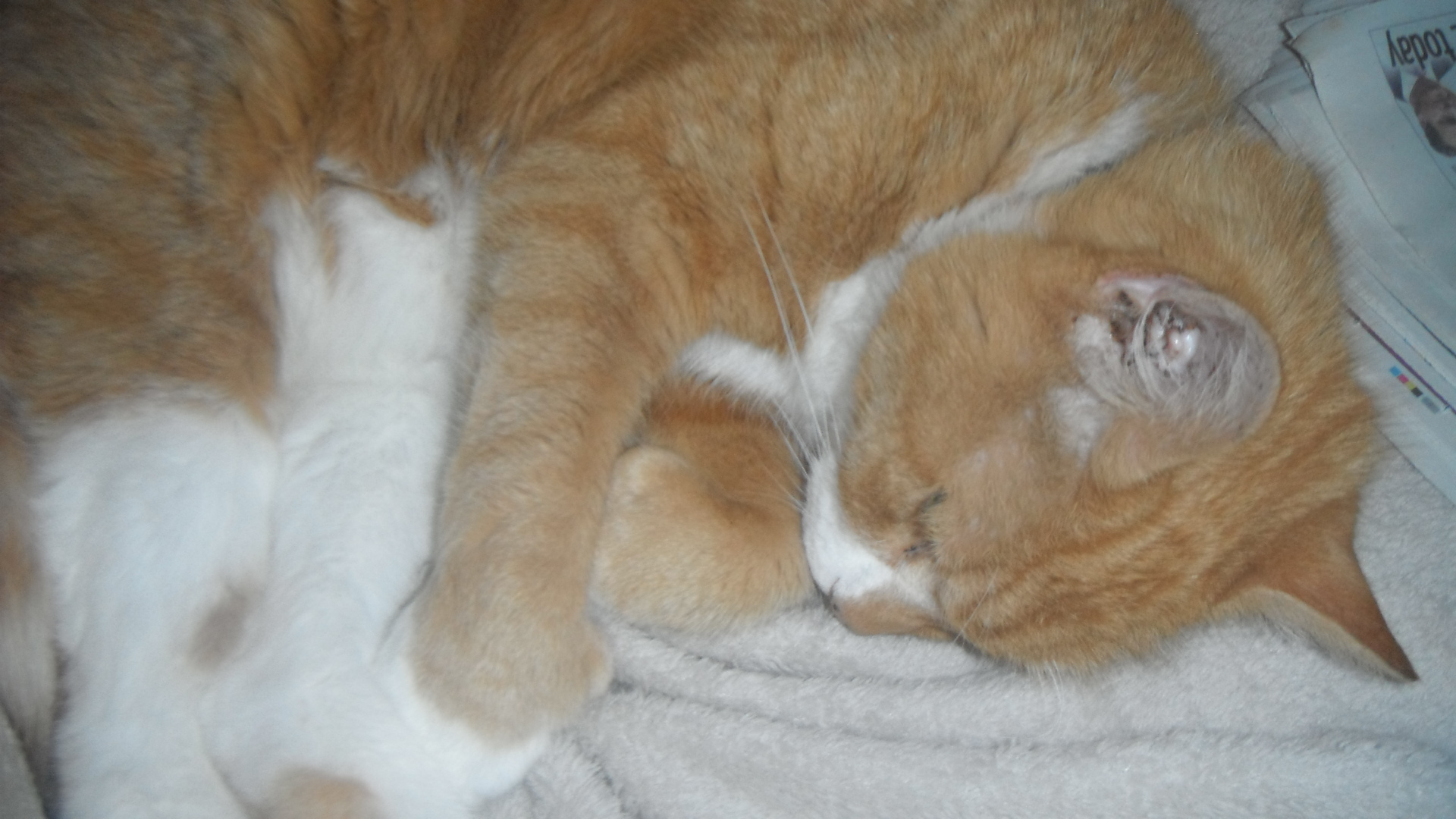 Not, Bob, but my own (now dead) pet ginger cat, Sam. Not, Bob, but my own (now dead) pet ginger cat, Sam.