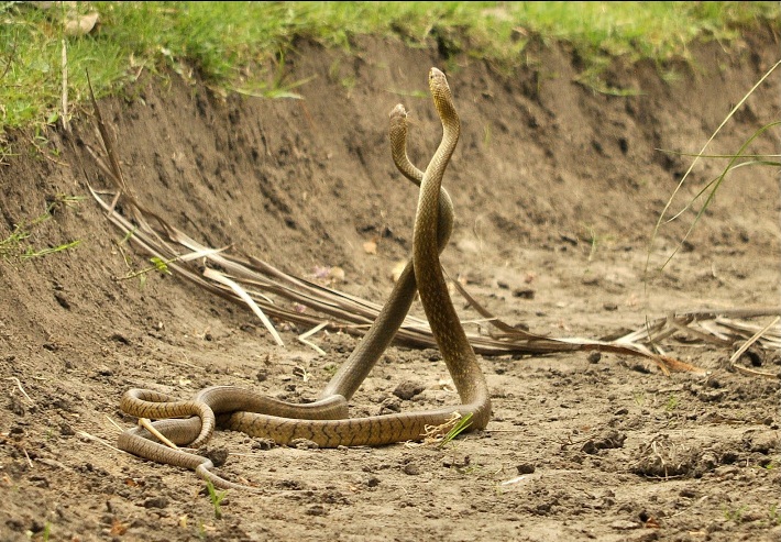 snakes mating  credit https://commons.wikimedia.org/wiki/File:Snake_Mating.jpg