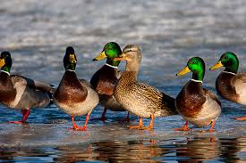 Fun time and mallards Fun time and mallards