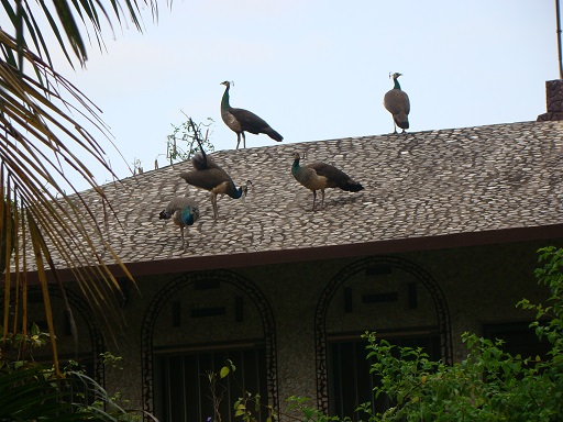 peacocks on top of our roof