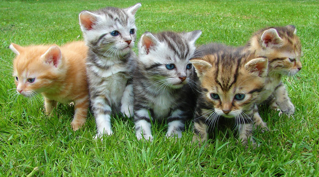 Pixabay Free Image https://pixabay.com/en/kittens-cat-cat-puppy-rush-555822/